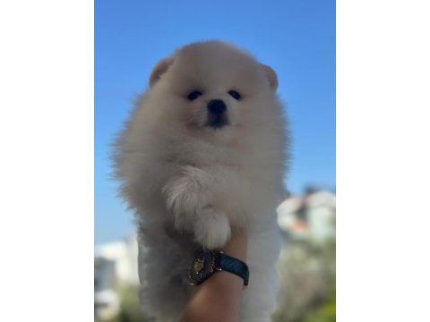 Show kalite pomeranian yavrular
