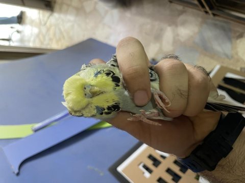 Kaliteli muhabbet kuşları