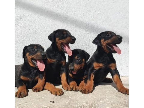 Kaliteli doberman dişi bebeklerim