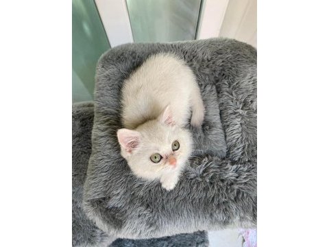 Silver british shorthair cinsi yavrumuza yuva arıyoruz