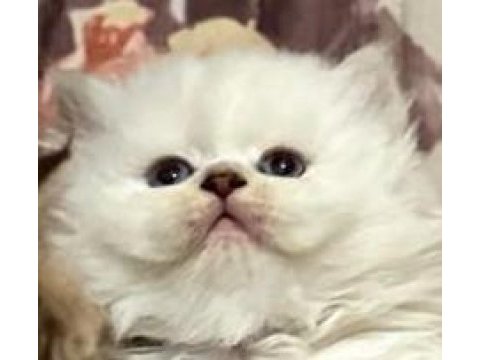 Golden tabby ve british short-longhair yavrularımız