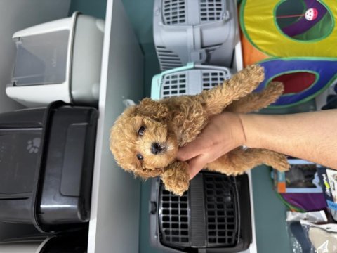 Toy poodle dişi 60 günlük