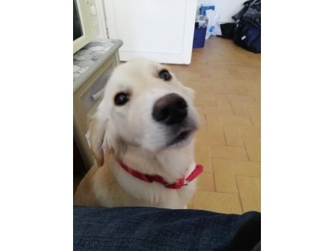 6 aylık dişi golden retriever
