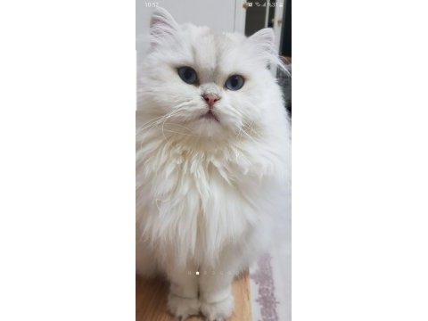 British longhair silver