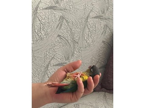 Full evcil konur papağanı