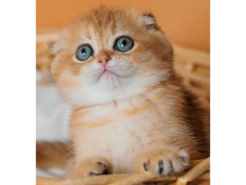 Altın portakal golden scottish fold 