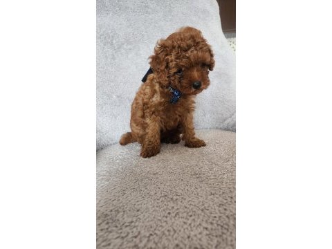 Bebek yüzlü toy poodle yavru