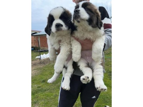 St bernard yavrular