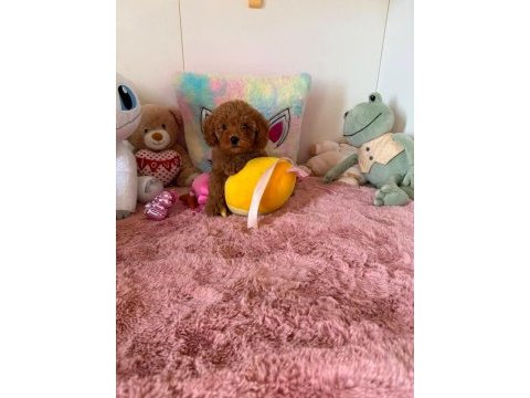 Toypoodle yavrularımız 