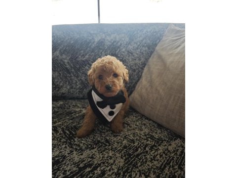 Toy poodle erkek kuyruksuz