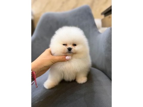 Show kalite ayı surat pomeranian yavrularımız