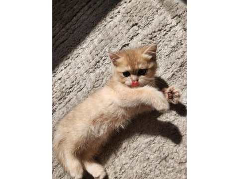 British shorthair golden ay12