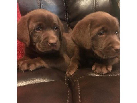 Chocolate labrador retriever yavruları
