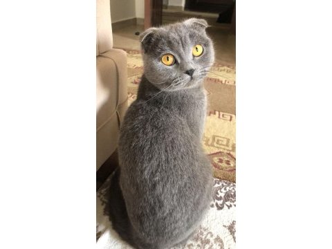Scottish fold kedim