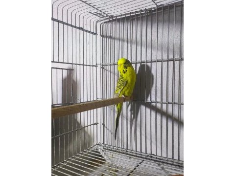Jumbo dişi muhabbet kuşları