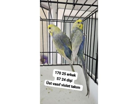 A kalite üst vasıf raınbow kuşlar açıklama okuyun