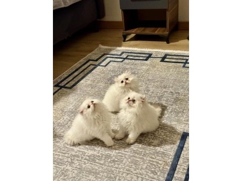 Birinci sınıf british longhair bebeklerimiz