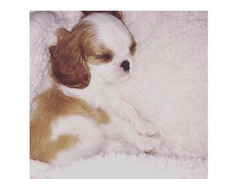 Muhteşem cavalier king charles erkek son yavru