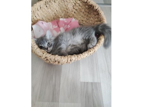 Bu british longhair misss çocuk kaçmaz