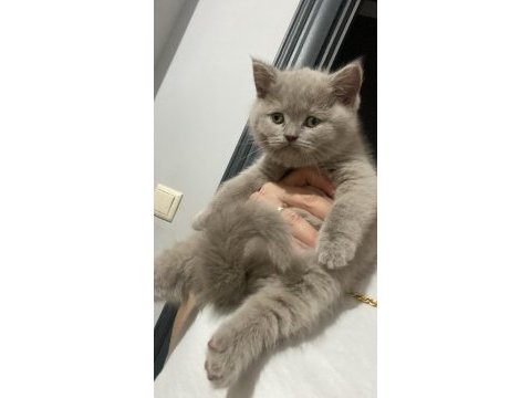 Lilac renk ve gri renk ayı kafa british shorthair bebekler