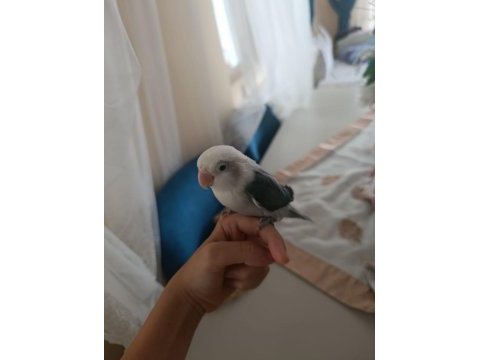Full evcil sevda papağanı