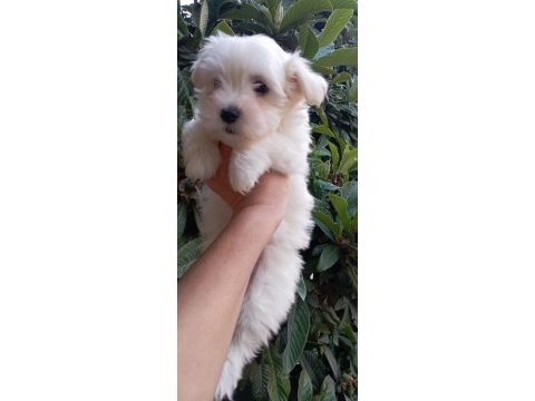 Maltese terrier yavrumuz