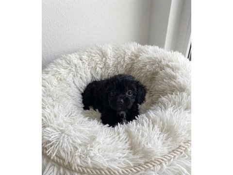 Teacup black poodle