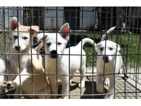 Beyaz husky yavrularımız
