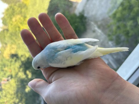 Renk güzeli yavru muhabbet kuşlar