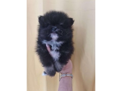 Çok tatlı henüz yavru aşılı pomeranian