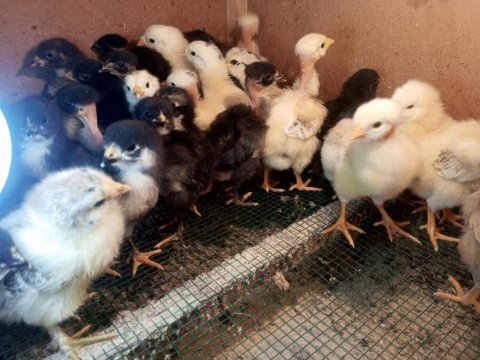 Yeni çıkım civcivler çeşit çeşit