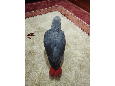 63 günlük sağlıklı jako papağanı yavrusu
