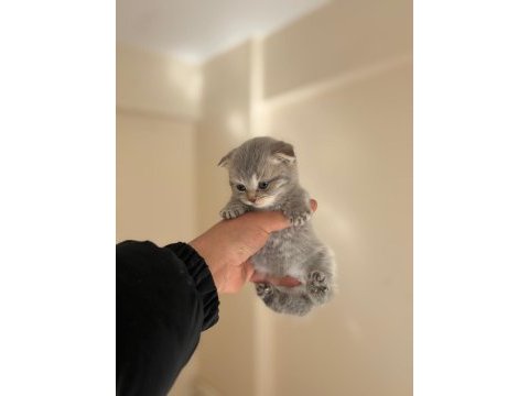 Dişi erkek scottish fold bebekler