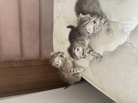 Scottish fold mearbel cins