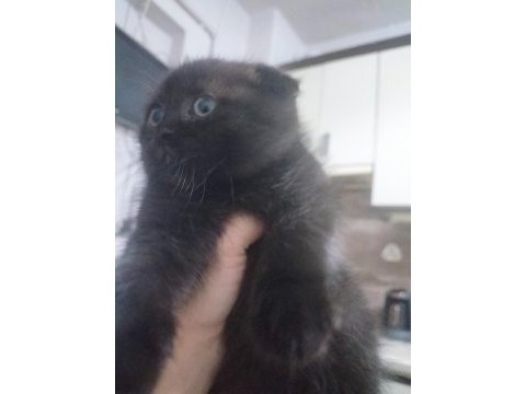 Scottish fold ve british yavru