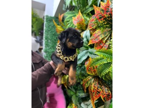 Üst düzey erkek koca kafa aşılı macar rottweiler yavrumuz
