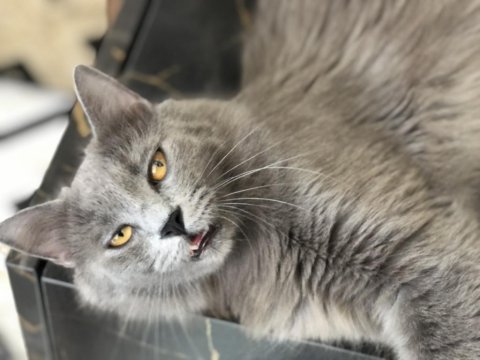 British longhair dişi
