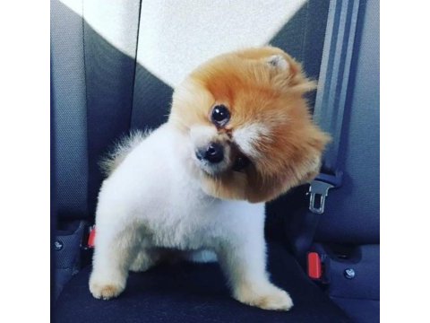 Yavru ve yetişkin a kalite pomeranian