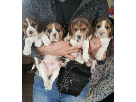 A klas beagle yavruları