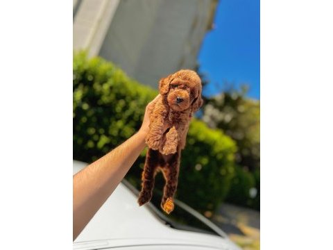 Şahane toy poddle(kütahya exuma pet center)
