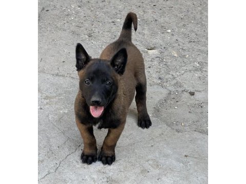 A kalite erkek dişi belçika malinois yavrular