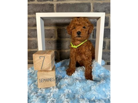 Güzellik abidesi poodle bebeklerimiz
