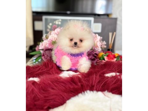 Mini boy pomeranian küçük prenses