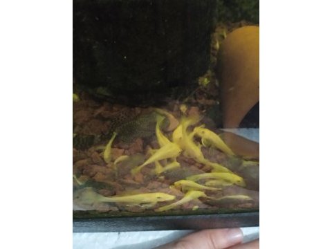 Albino cüce vatoz