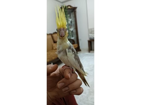 El besleme evcil sultan papağanı
