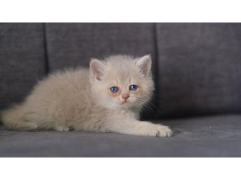 Orijinal safkan british lilac golden shaded erkek