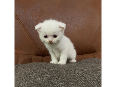 Safkan beyaz scottish fold yavru