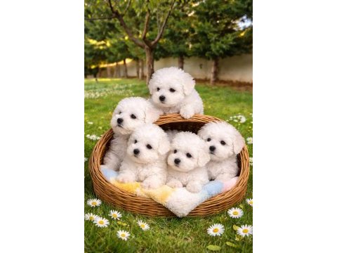 Kıvır kıvır gerçek orjinal bichon frise sadece bizde