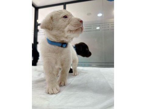 Üst kalite labrador yavruları