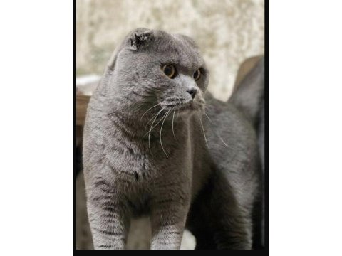 Behlül yeni evini arıyor scottish fold